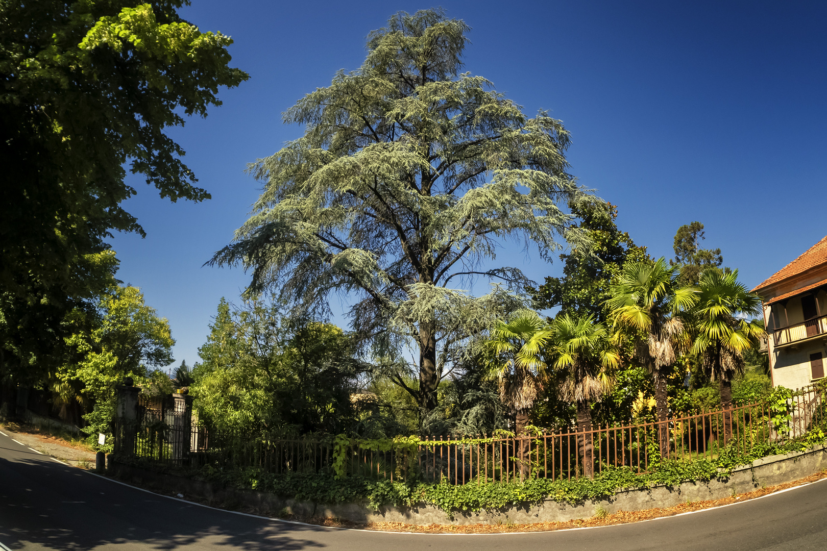 Grande albero di via Europa