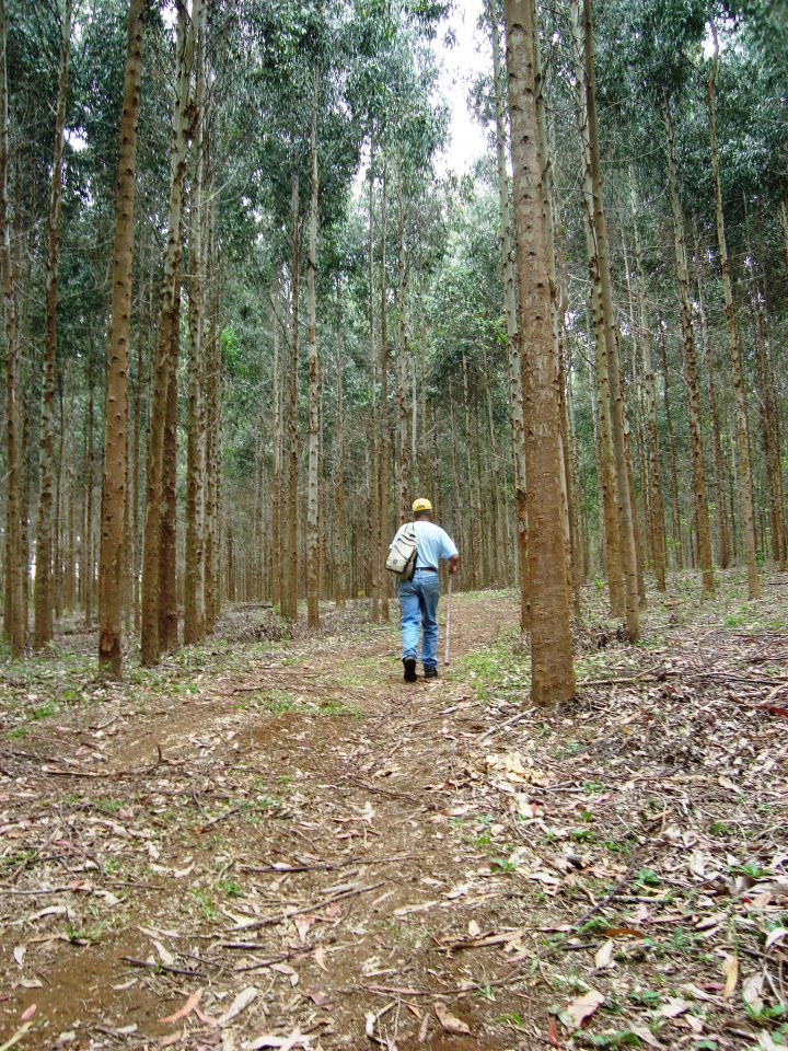 Grande caminhada em Tijucas do Sul - Pr - Brasil