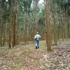 Grande caminhada em Tijucas do Sul - Pr - Brasil