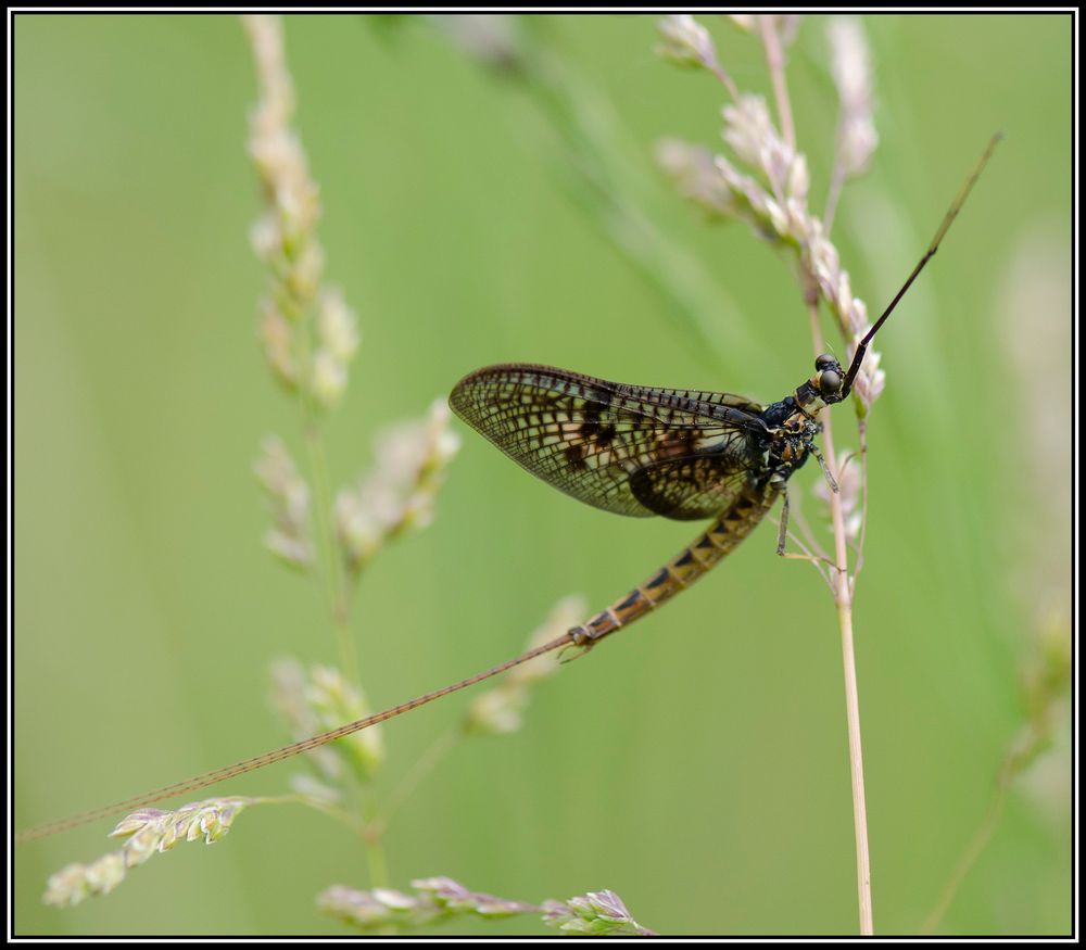 Grande mouche de mai