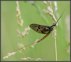 Grande mouche de mai