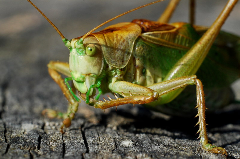 Grande sauterelle verte