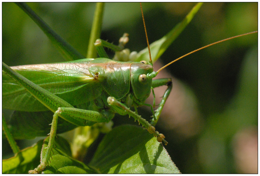 Grande sauterelle verte photo et image macro nature, macro insectes, nature Images Grande sauterelle verte photo et image macro nature, macro insectes, nature Images