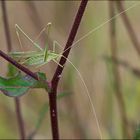 Grande sauterelle verte