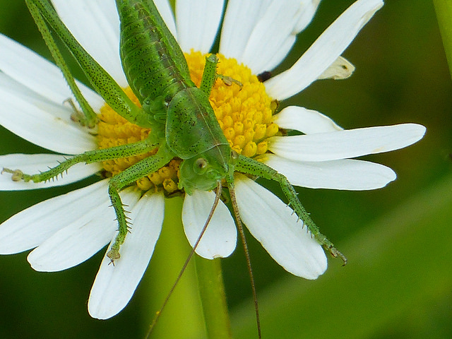 Grande sauterelle verte (Tettigonia viridissima)