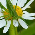 Grande sauterelle verte (Tettigonia viridissima)