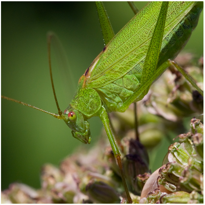 Grande Sauterelle verte_01