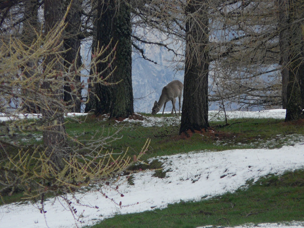 Grande tenerezza di fine inverno