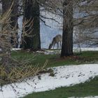 Grande tenerezza di fine inverno