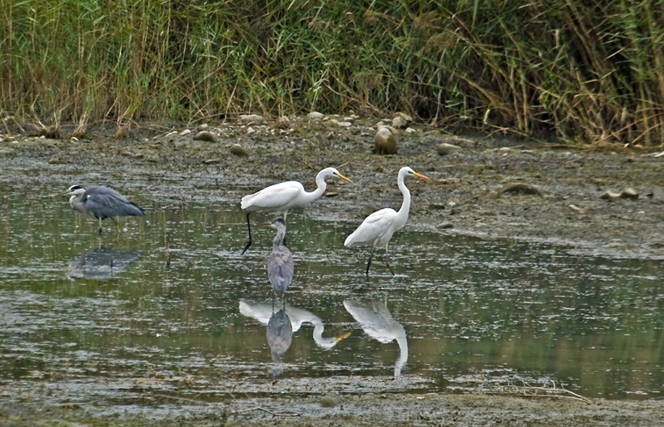 grandes aigrettes et herons cendrés1