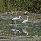 grandes aigrettes et herons cendrés1