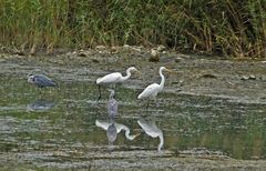 grandes aigrettes et herons cendrés1