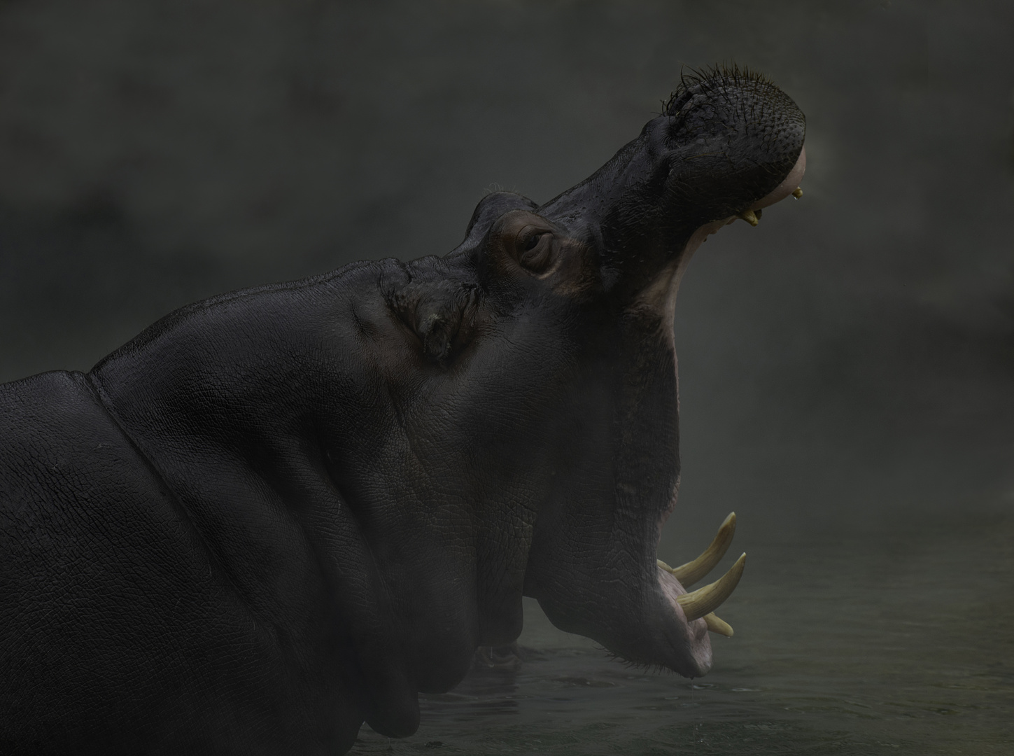 Grandes canines dans la brume (Hippopotamus amphibius, hippopotame)