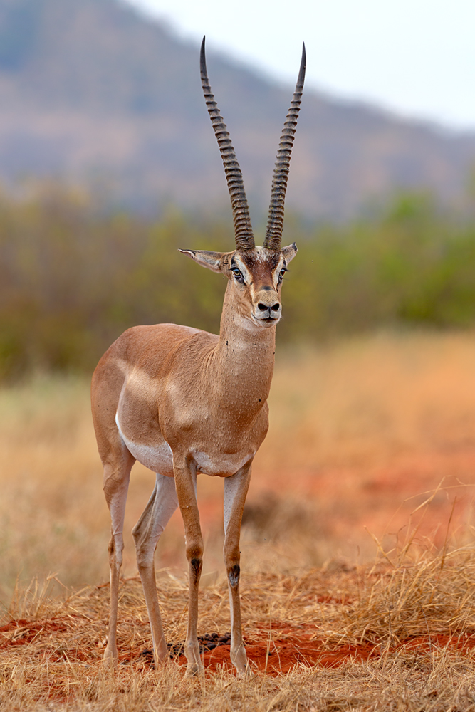 Grandgazelle