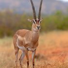 Grandgazelle