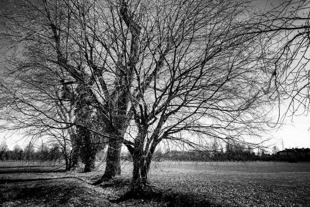 Grandi alberi