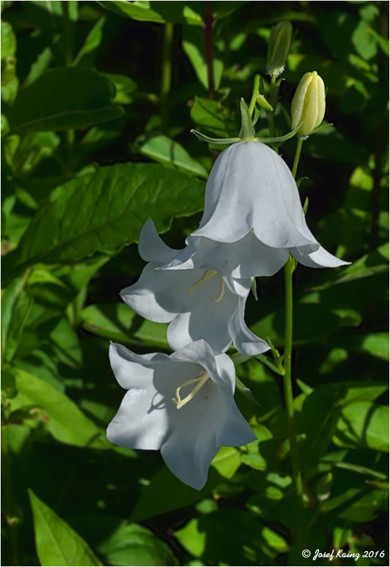   'Grandiflora Alba'