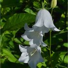   'Grandiflora Alba'