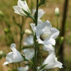 Grandiflora Alba