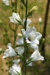 Grandiflora Alba