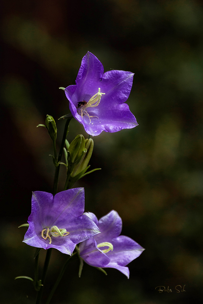 Grandiflora Coerulea