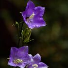 Grandiflora Coerulea