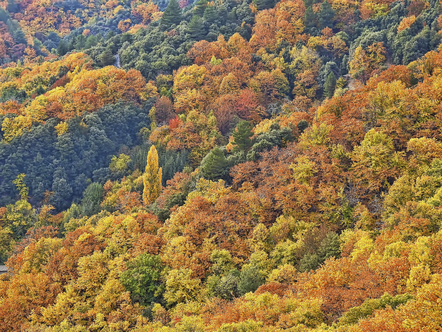 Grandiose Cévennes