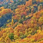 Grandiose Cévennes