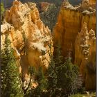 Grandiose Hoodoos im Bryce Canyon