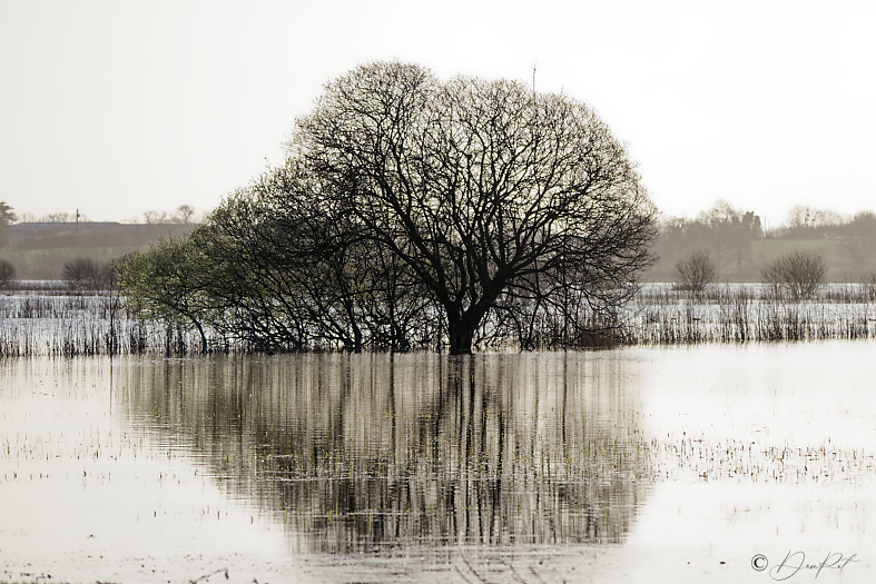 Grandlieu reflets 2 ©