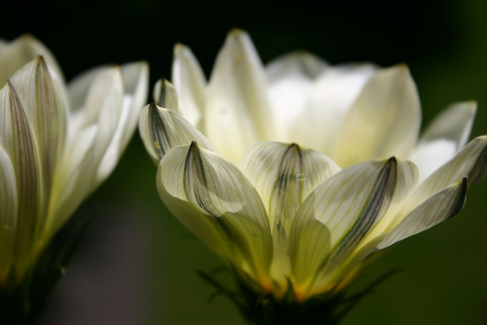 Grandma´s flowers.....