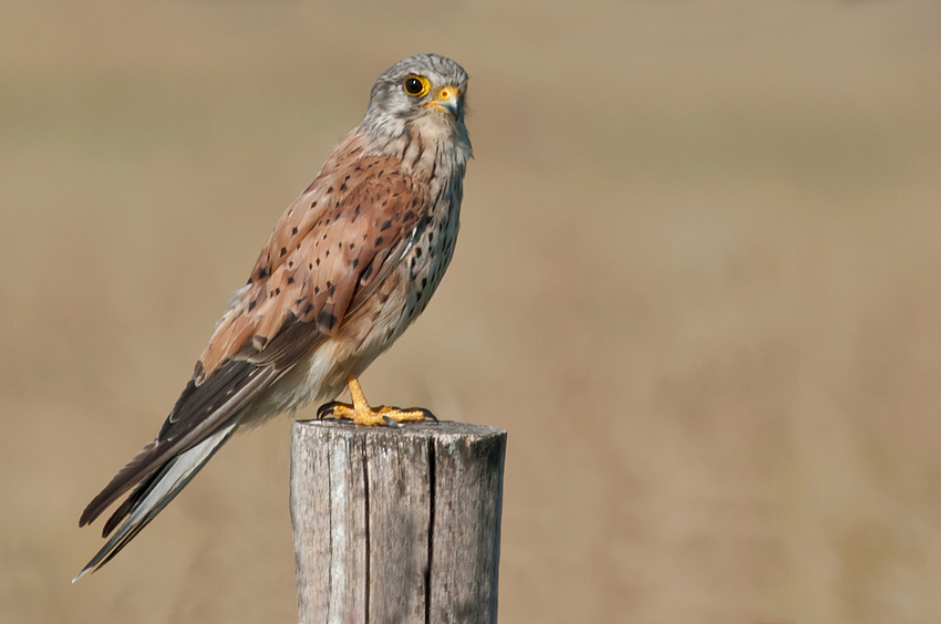 Grandpa Kestrel