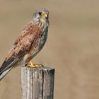 Grandpa Kestrel