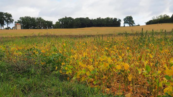Grands champs de haricots