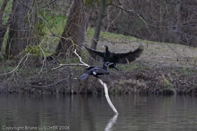 Grands Cormorans