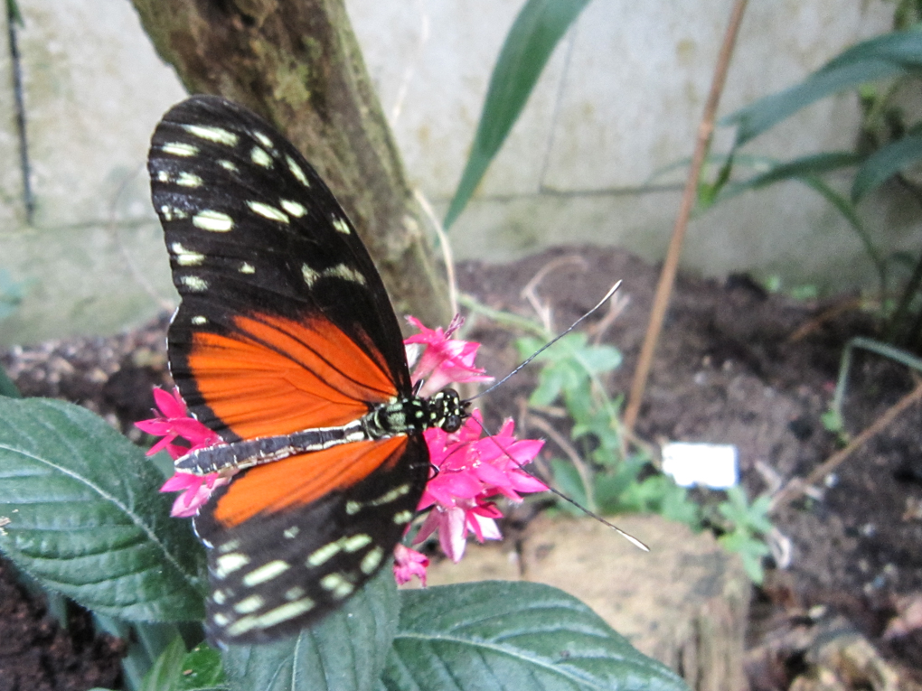 Grange aux papillons 1 Virelles