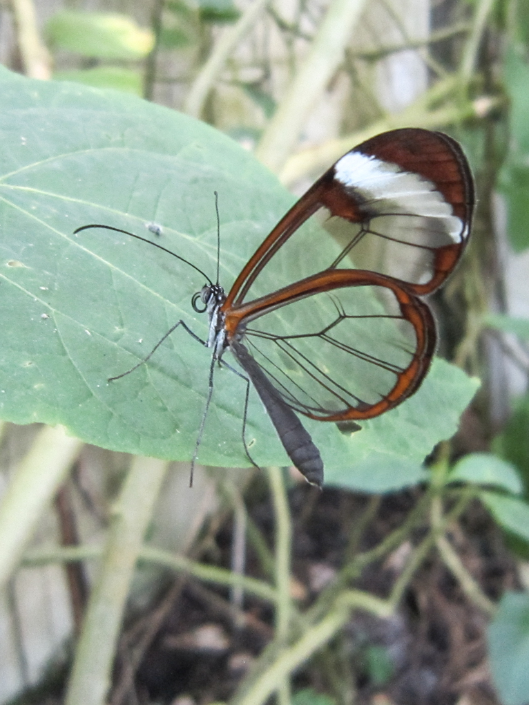 Grange aux papillons 3 Virelles