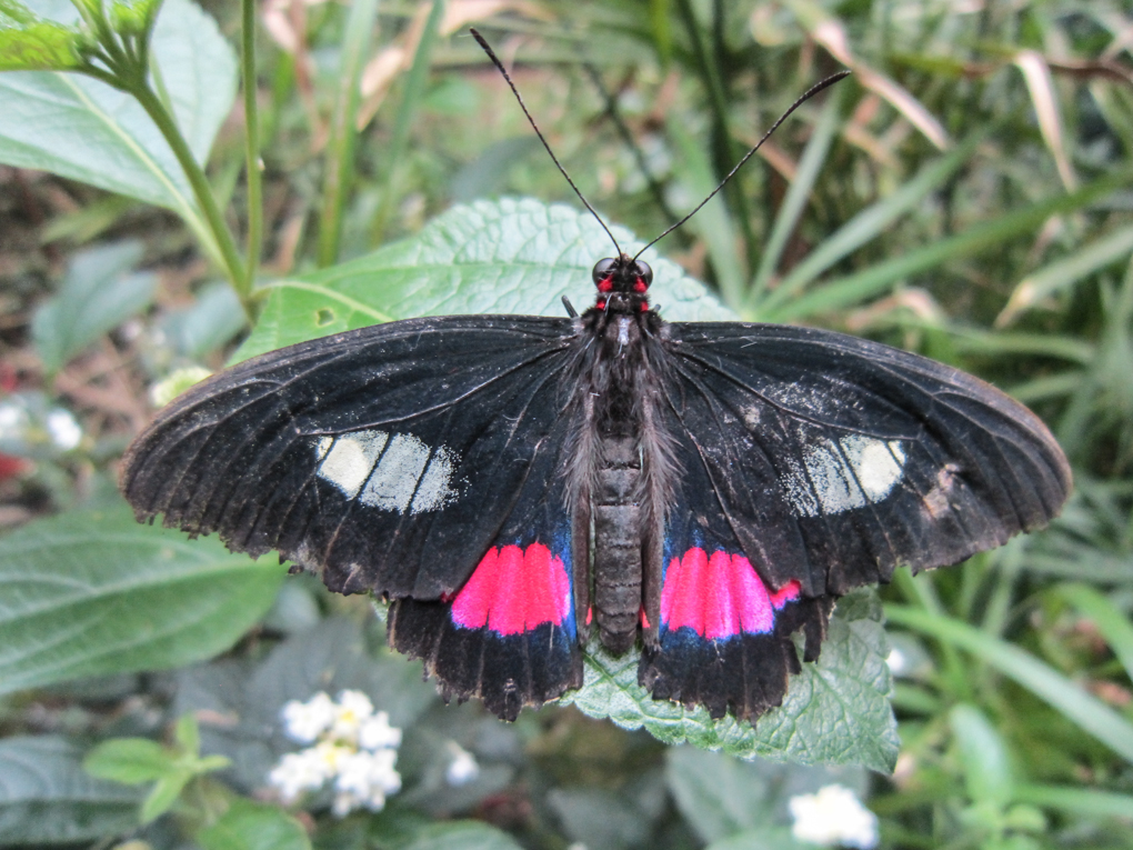 Grange aux papillons Virelles