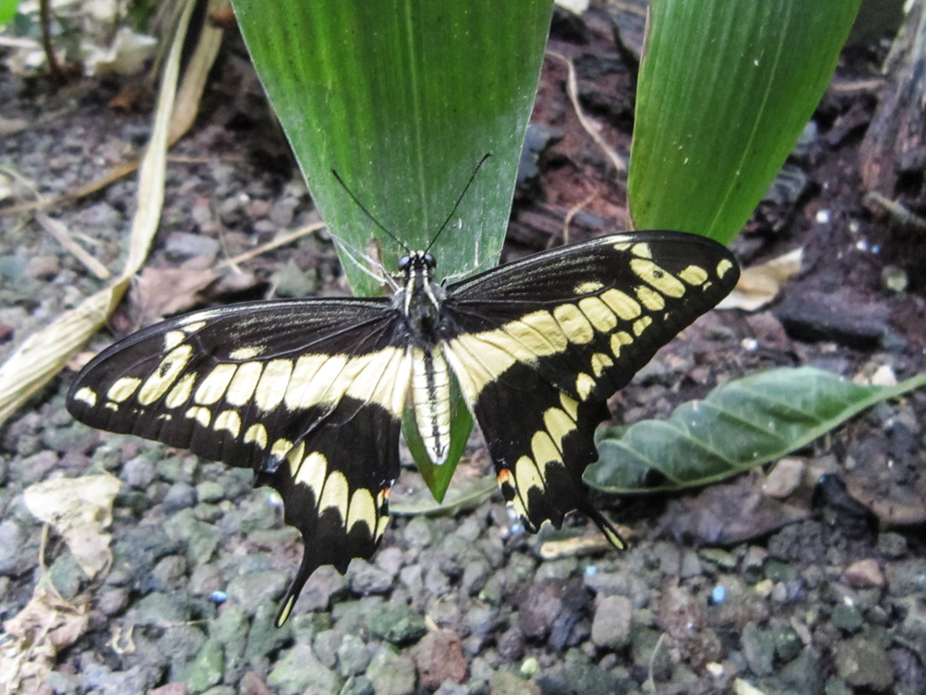 Granges aux papillons 2 Virelles