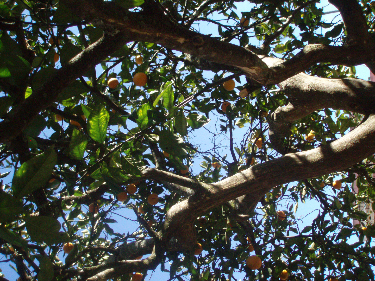 Granini Baum