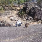 Granit Gorge bei Mareeba Australien