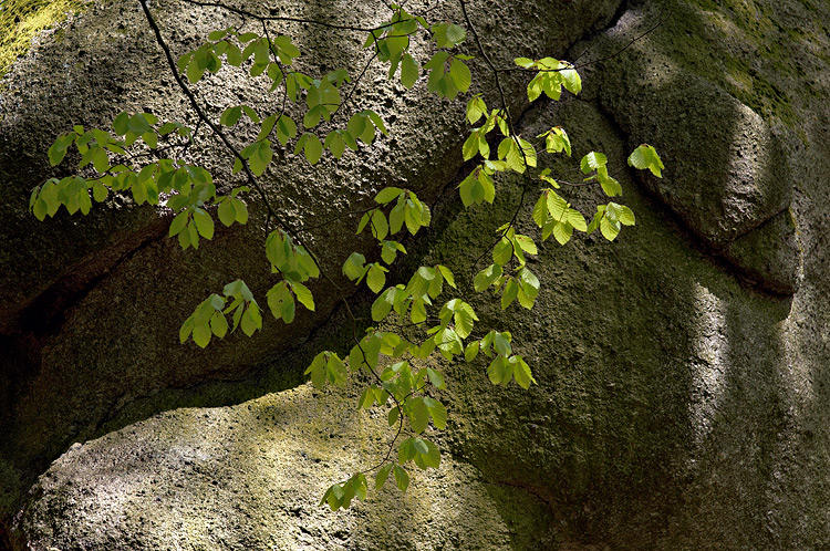 Granit und frisches Grün