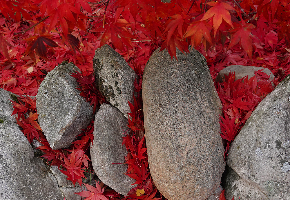 Granit und Herbstlaub