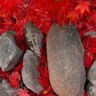 Granit und Herbstlaub