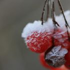 Granité de fruits