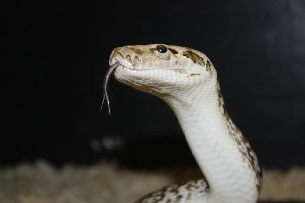 granite Python molurus bivittatus