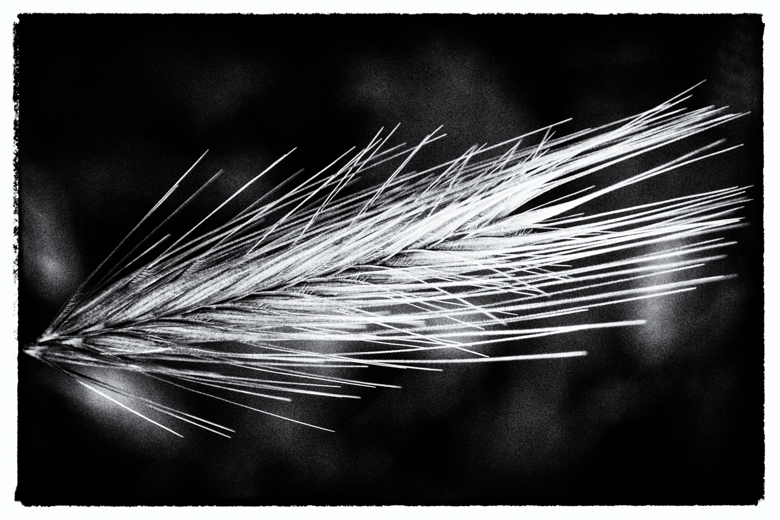 Grannen Foto & Bild nah & makro, pflanzen, pilze & flechten