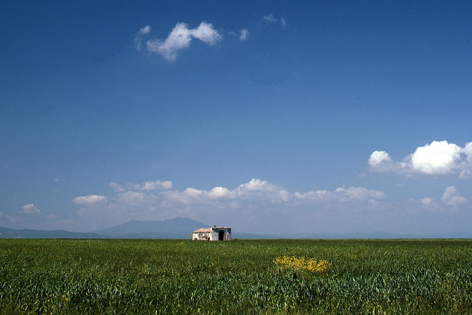 grano... a perdita d'occhio