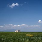 grano... a perdita d'occhio