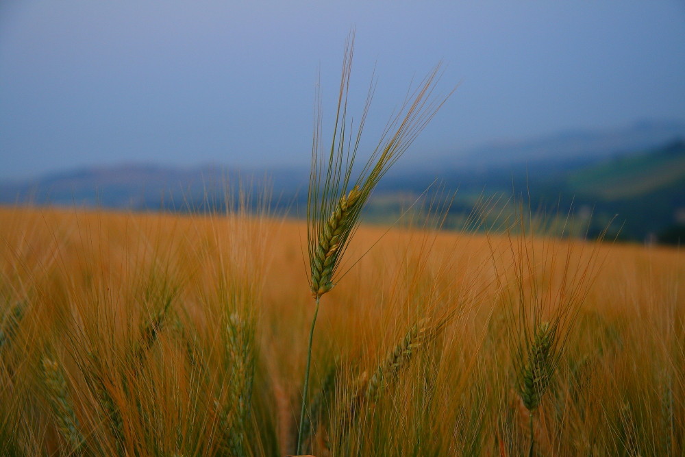 grano